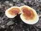 Pecsétviaszgomba (Ganoderma lucidum), Budai-hegység. Féloldalas, legyezőszerű kalap